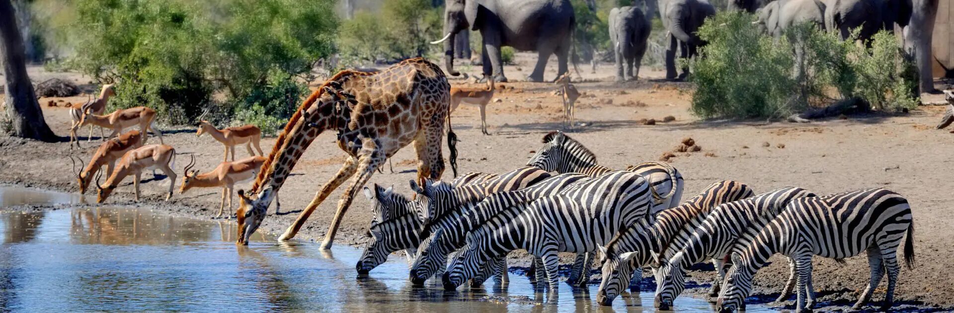 Best Time to Visit Kruger National Park: A Month-by-Month Safari Guide