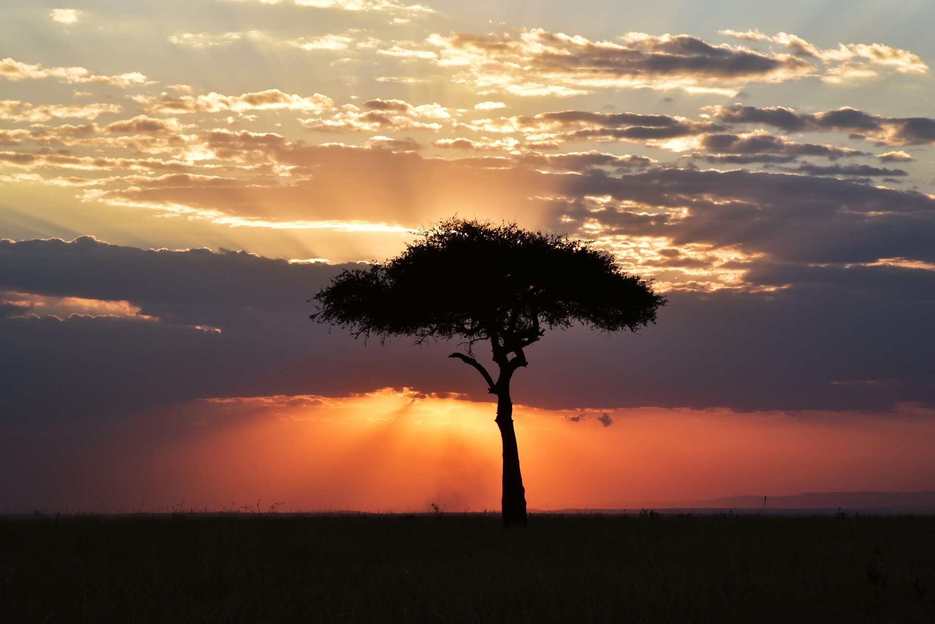 Photographing Africa: Tips for Capturing the Perfect Safari Shot