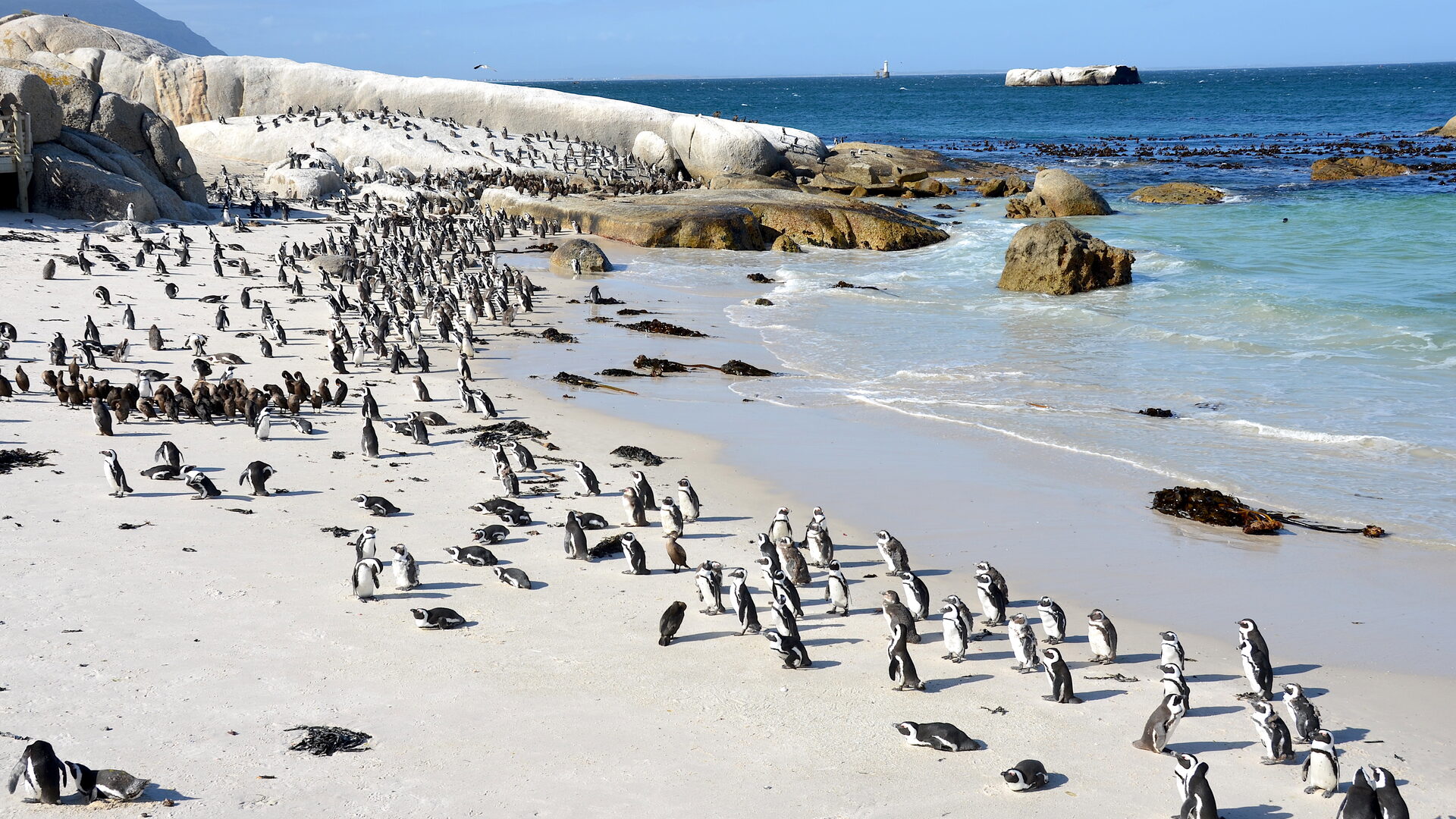 African penguins gathered on the white sand and granite boulders of Boulders Beach, Simons Town, Cape Town