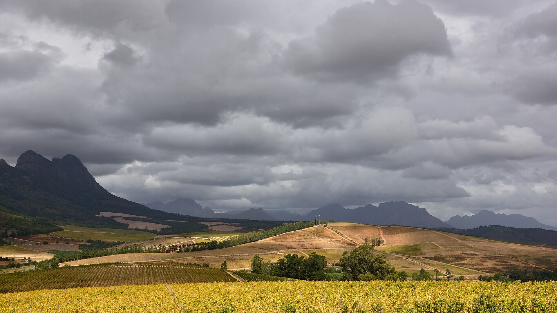 Cape Winelands Wine Tours: The Ultimate 2025 Guide
