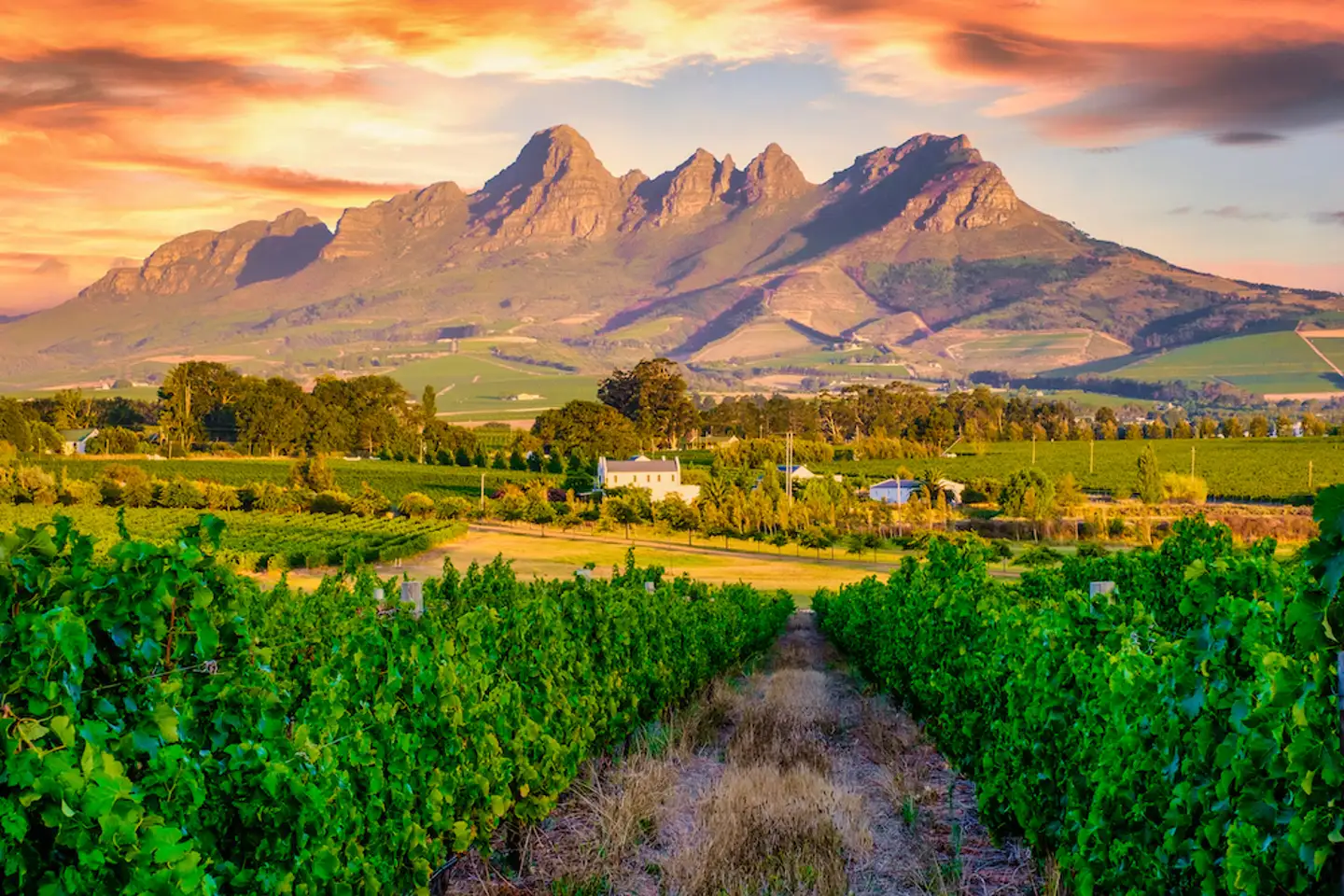 Cape Winelands: A World-Class Wine Region You Can't Miss