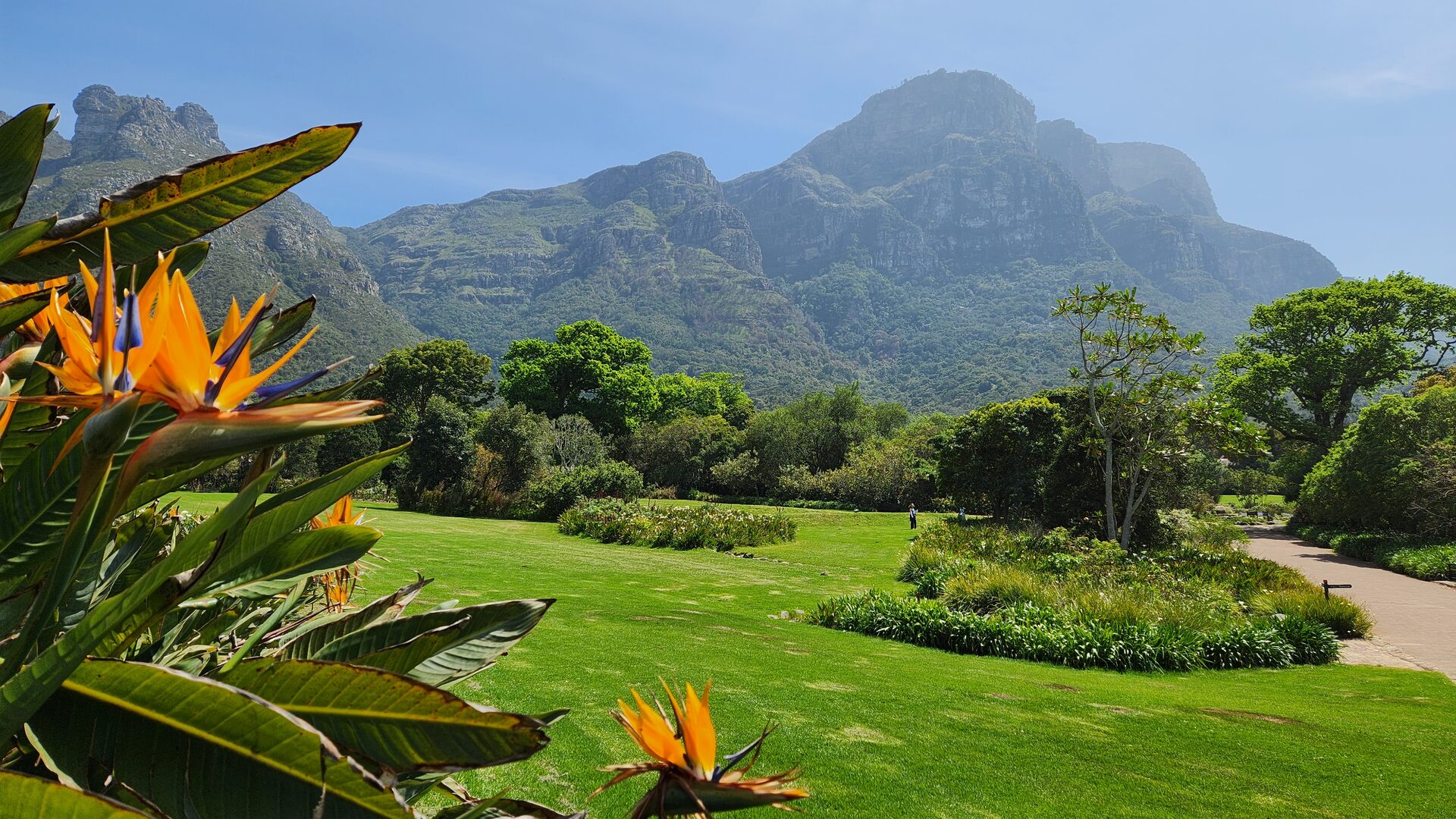 The lawns and indigenous gardens of Kirstenbosch National Botanical Garden with Table Mountain rising behind
