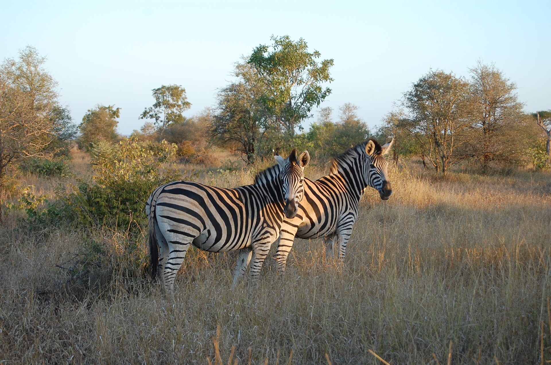 The Ultimate Guide to Your First African Safari in Kruger National Park