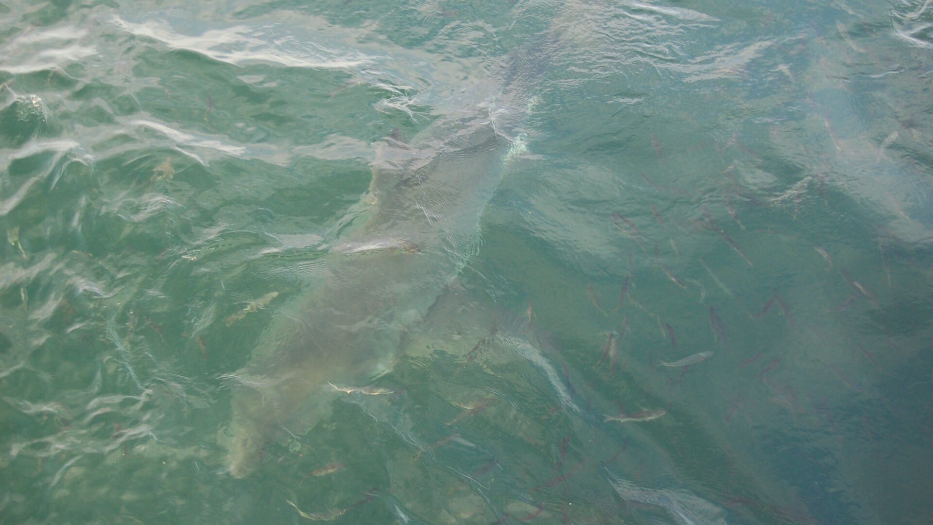 A great white shark swimming just beneath the surface in the clear water off Gansbaai, South Africa