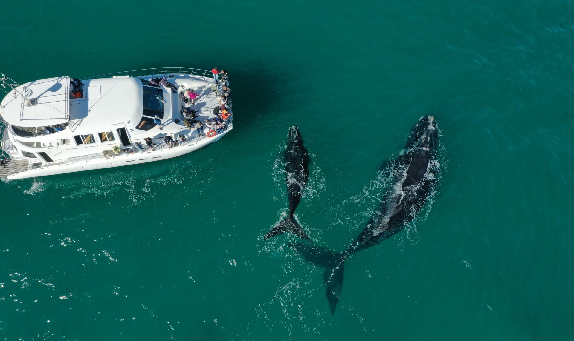 Whale Watching in Hermanus: The Best Land-Based Whale Viewing in the World