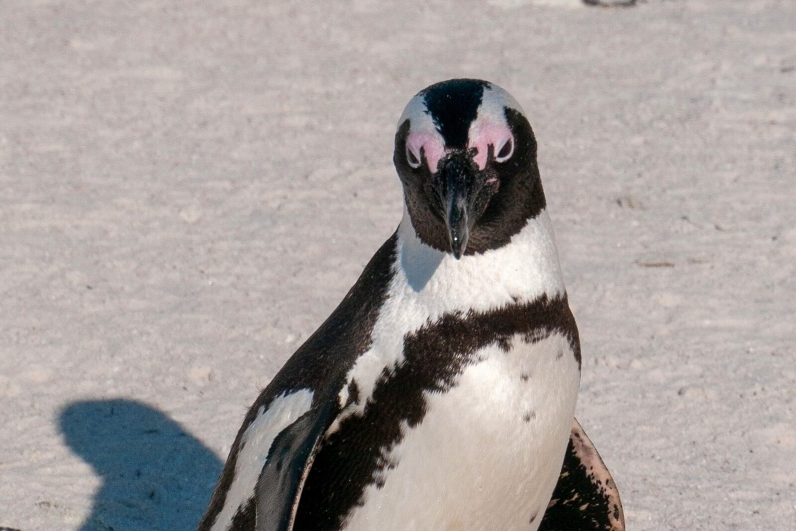 Close-up portrait of a single African penguin showing its black chest band and pink eye glands