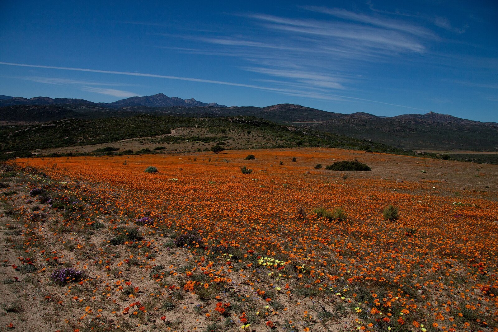 Fields of orange and purple spring wildflowers on the Cape West Coast