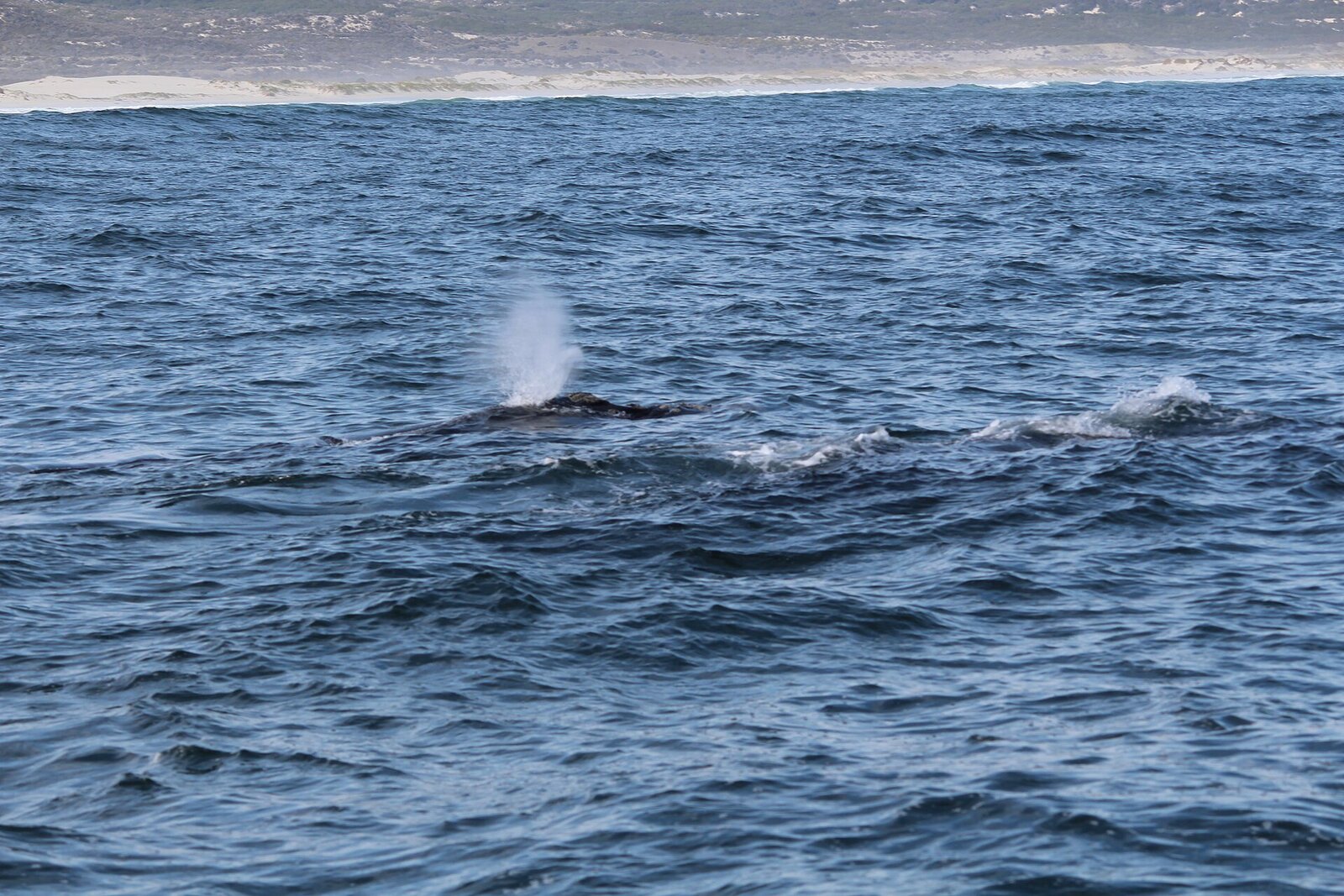 Southern Right whale breaching off the coast near Cape Town in winter