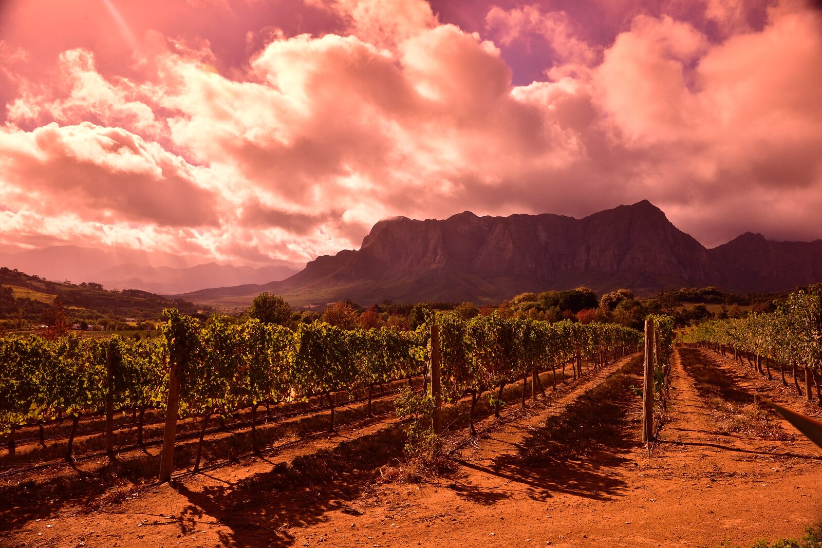 Franschhoek vineyards stretching towards the mountains of the Drakenstein range