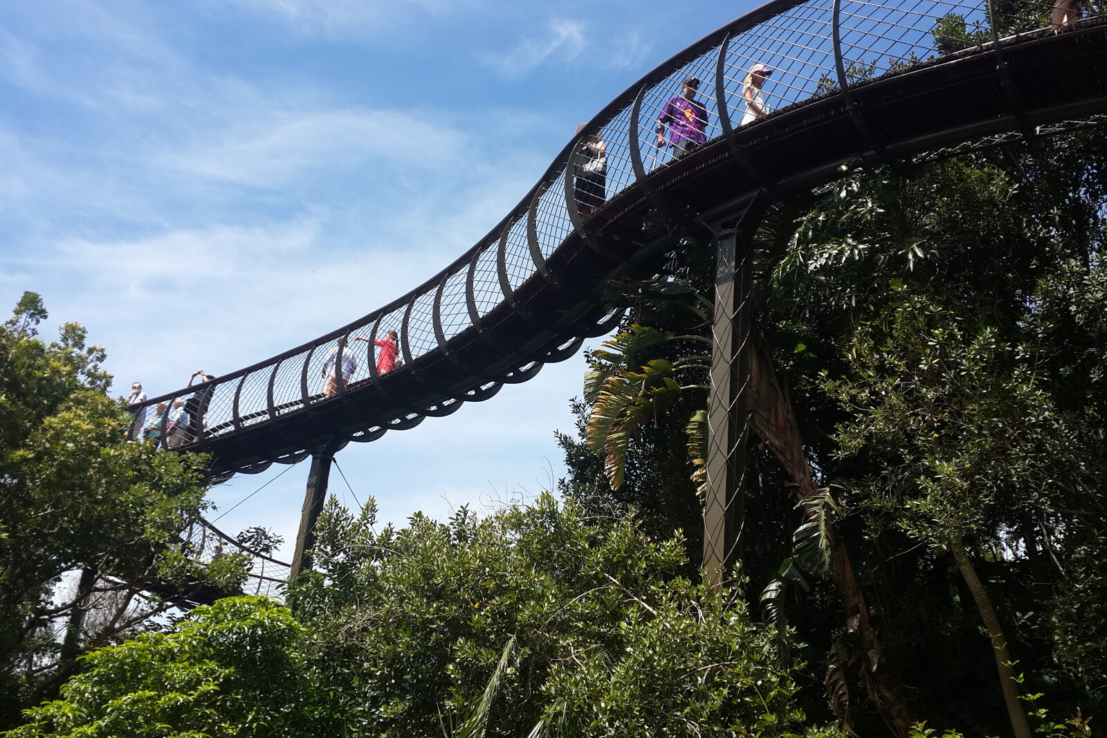Boomslang tree canopy walkway at Kirstenbosch Botanical Garden Cape Town