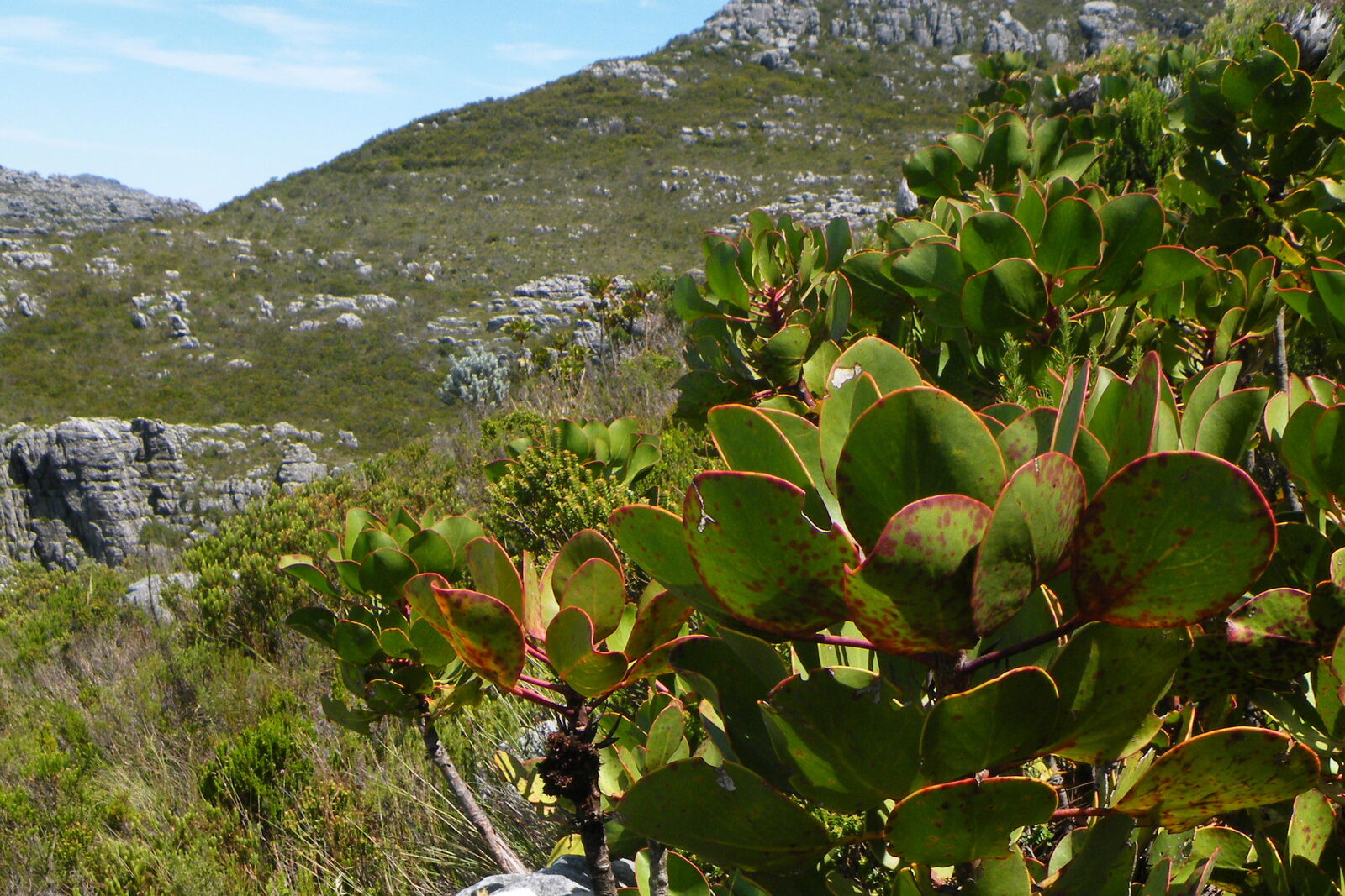 A large pink king protea, the South African national flower, in bloom at Kirstenbosch