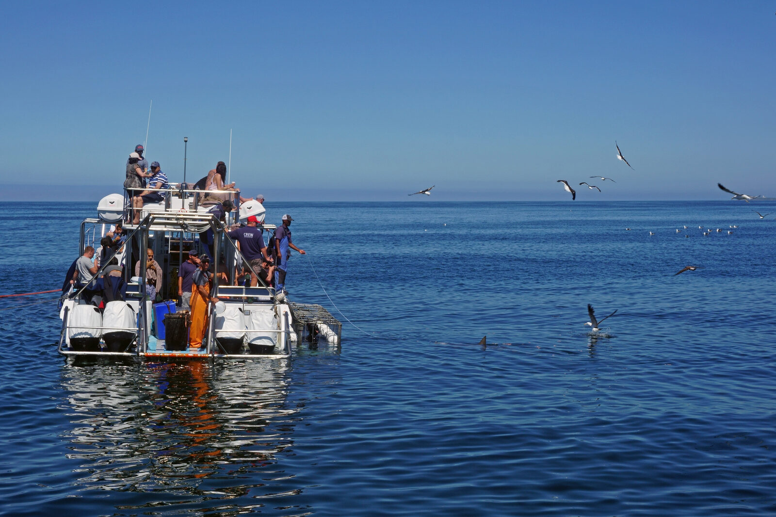 A shark cage diving boat at anchor with the steel cage in the water off Gansbaai