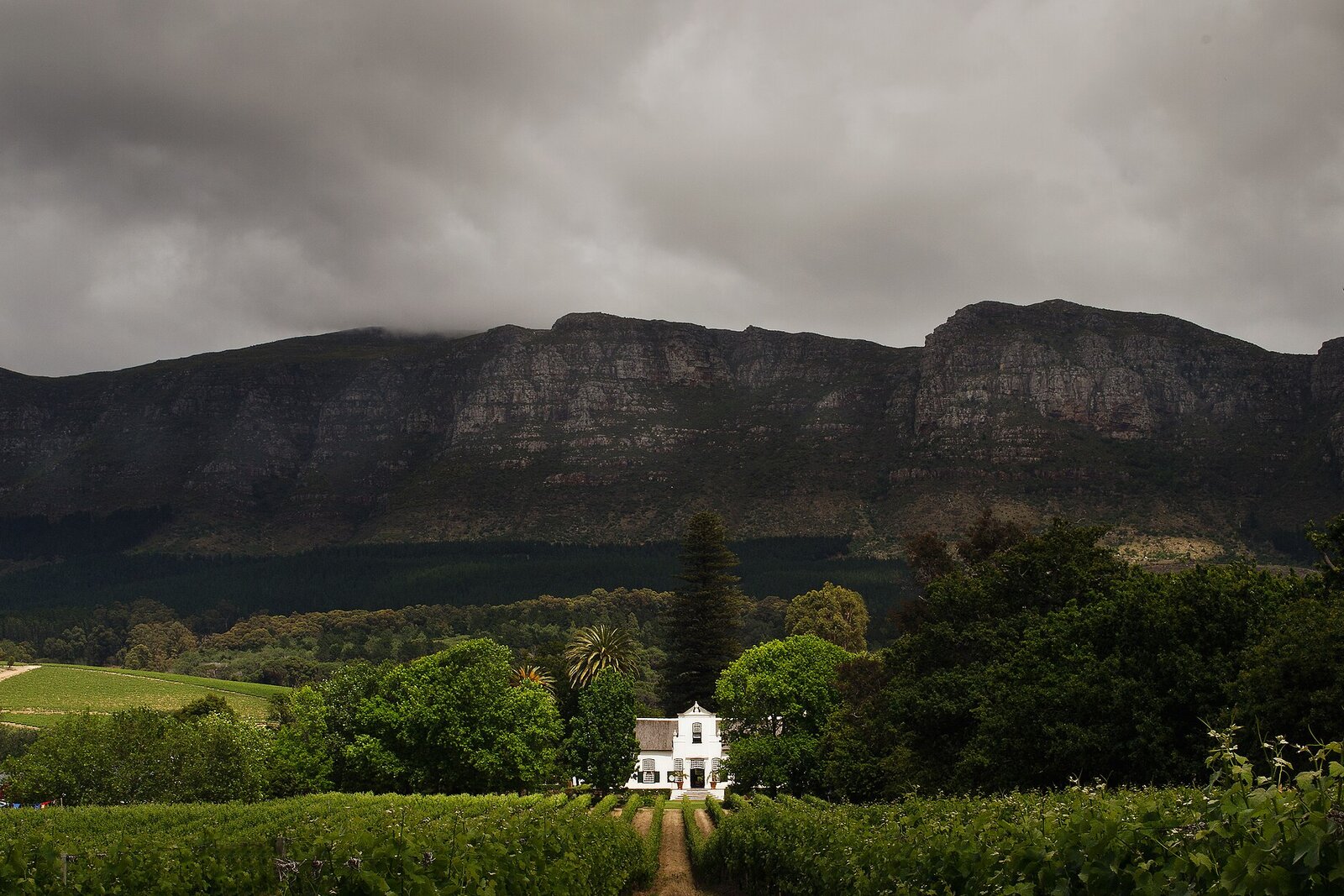 Constantia vineyards on the slopes of Table Mountain with a whitewashed cottage