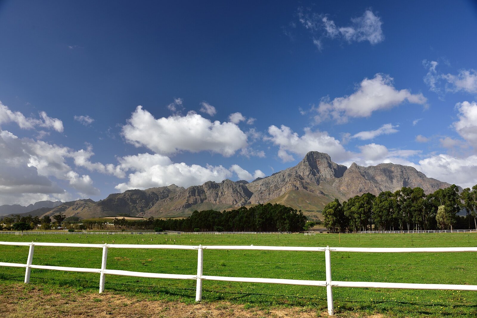 Rows of vines stretching towards the Helderberg mountains near Stellenbosch