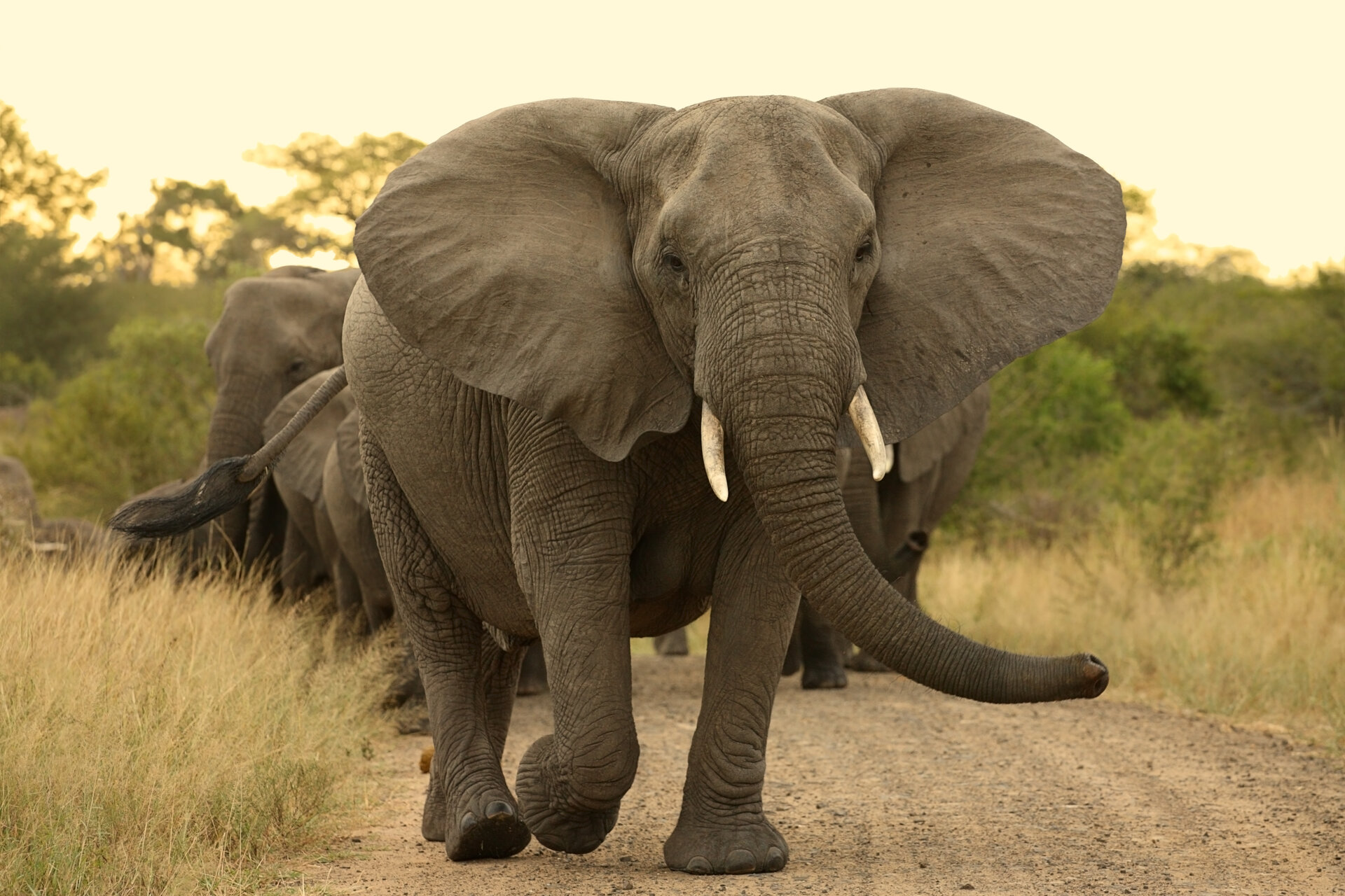 Kruger National Park safari vehicle — lodge pickup service