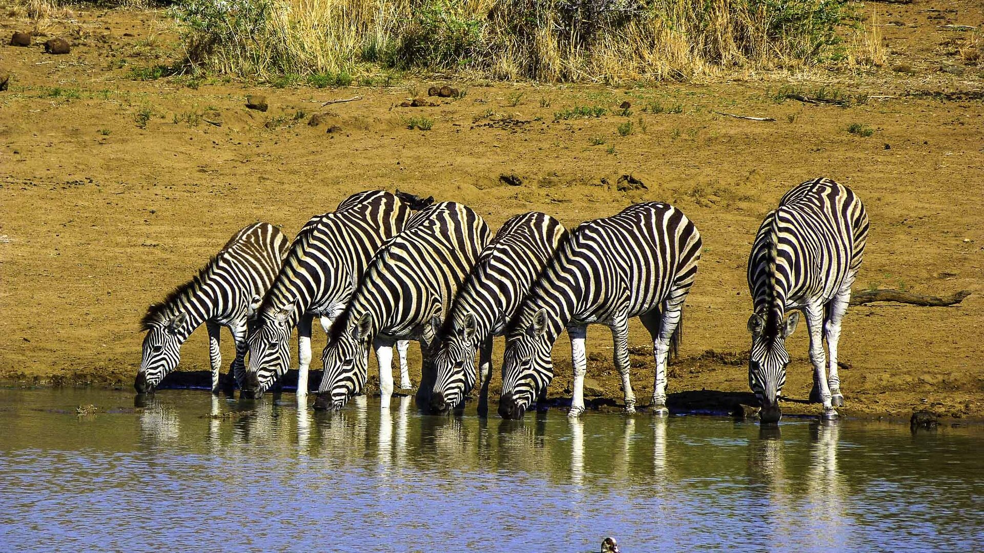Pilanesberg — Malaria-Free Big Five