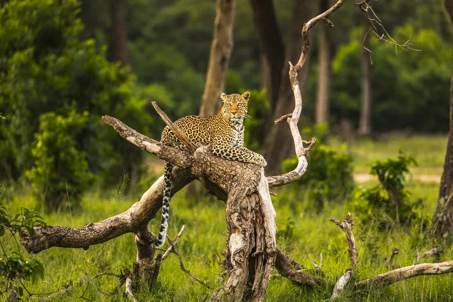 Sabi Sands tours