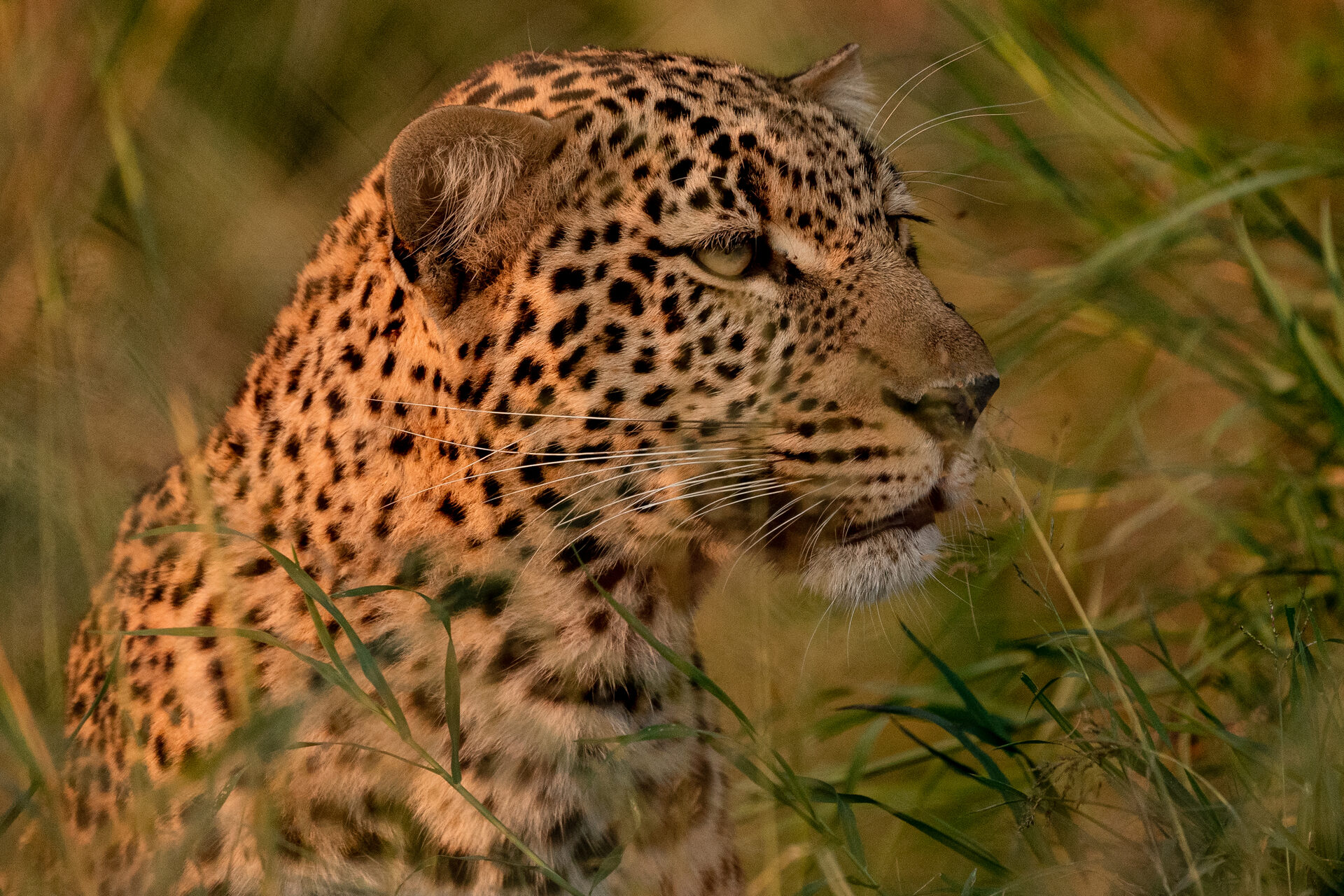 LEOPARD IN THE LONG GRASS