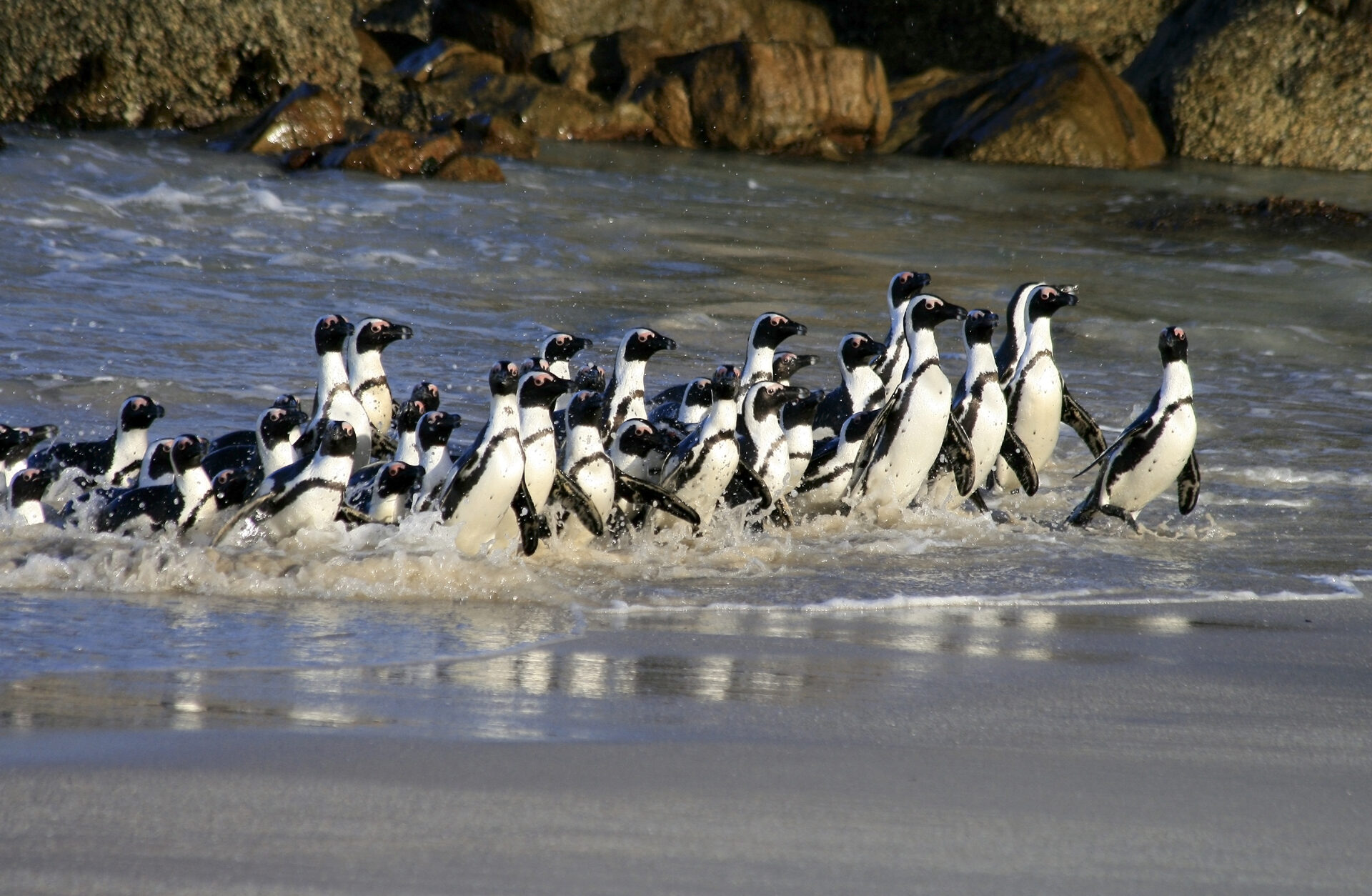 CAPE TOWN'S PENGUIN COLONY