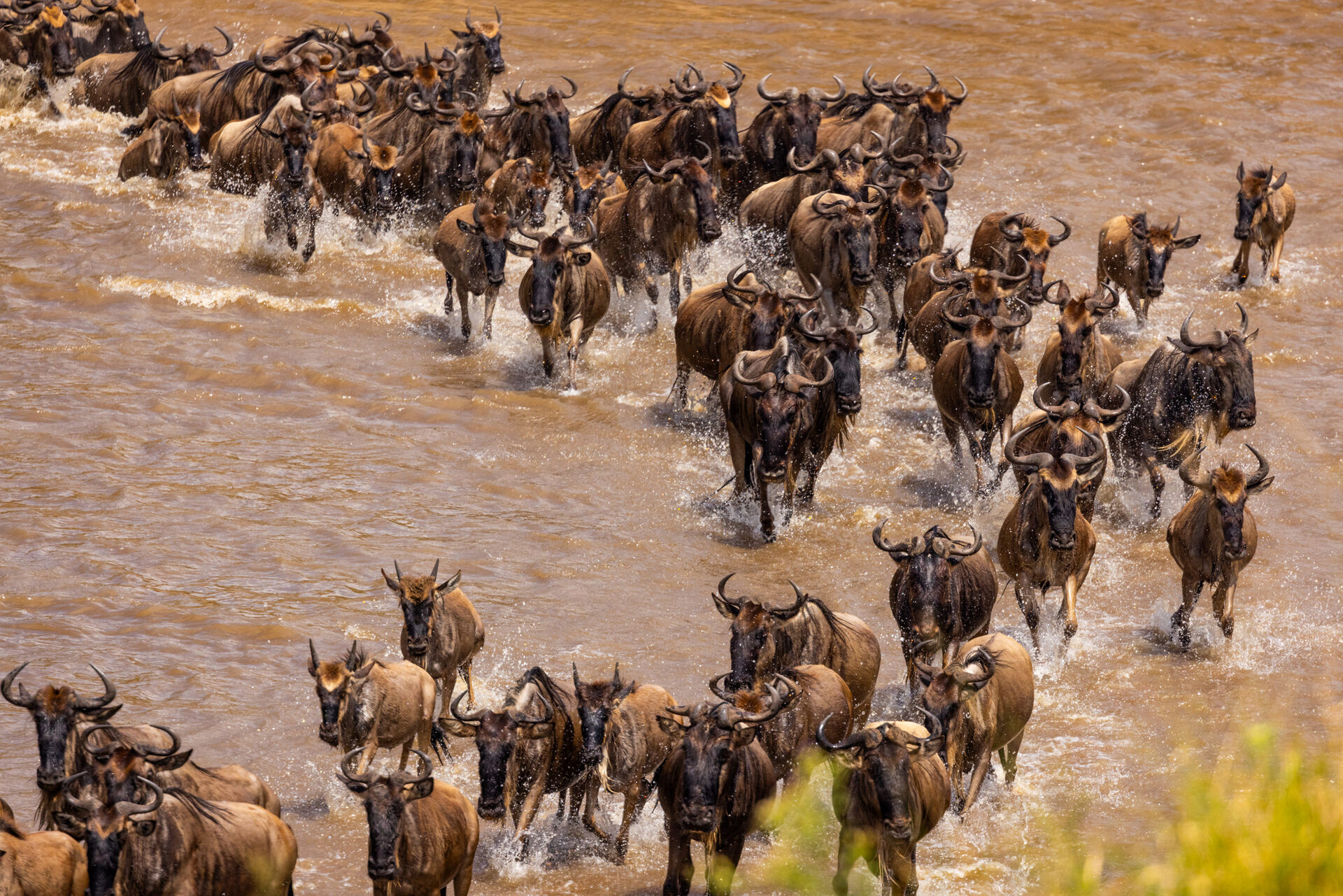 The Great Migration