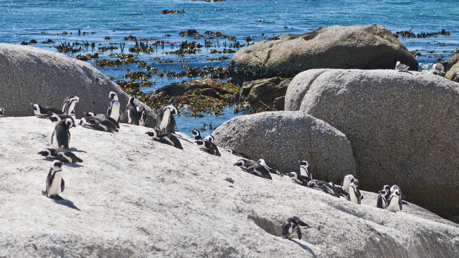Boulders Beach Penguin Colony 2025–2026: Complete Visitor Guide, Tours & Tips