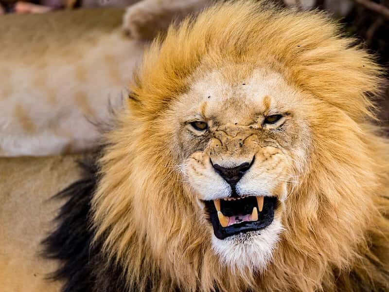 Aquila Big 5 Game Reserve Safari with Lunch