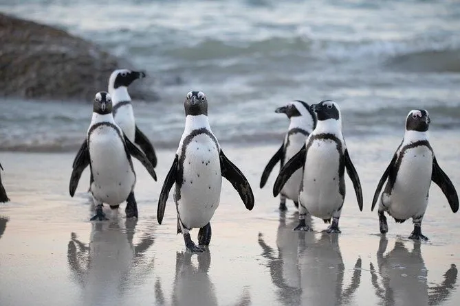 Half-Day Boulders Penguins & Cape Point Tour