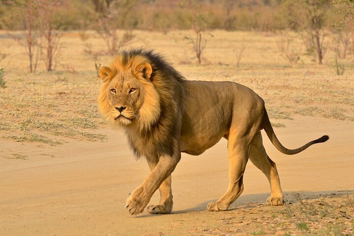 Hluhluwe-iMfolozi Big 5 Safari — Open Vehicle