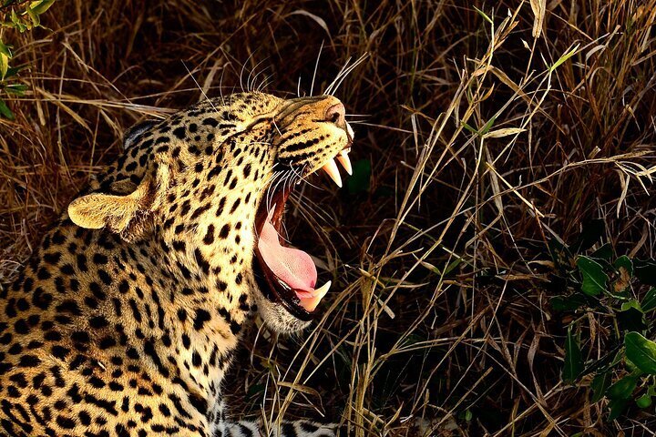 Hluhluwe Safari + St Lucia Boat Cruise Day Tour