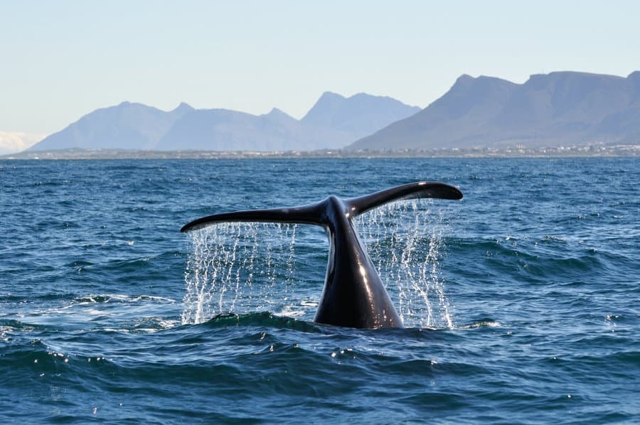 Whale Watching & Hermanus Day Trip