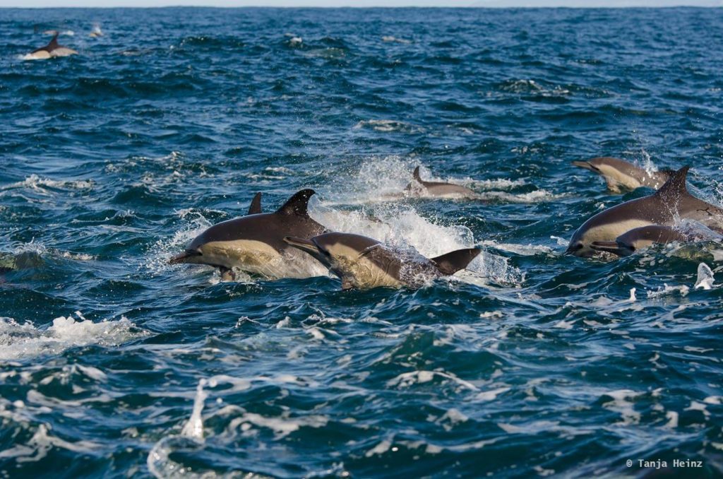 Plettenberg Bay Marine & Wildlife Explorer