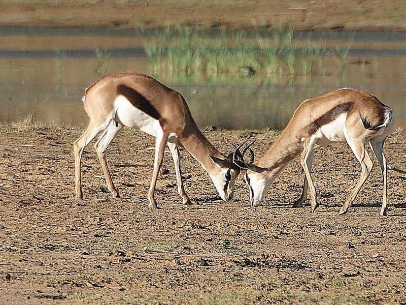 Aquila Game Reserve — Afternoon Big 5 Safari Drive