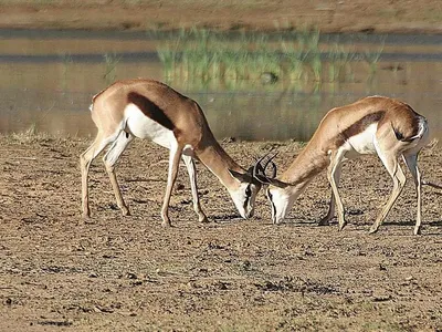 Aquila Game Reserve — Afternoon Big 5 Safari Drive