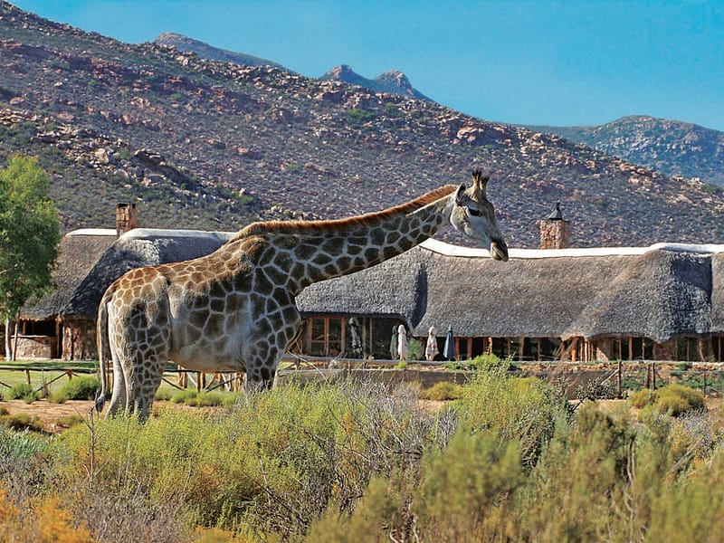 Aquila Private Day Tour with Shared Big 5 Game Drive