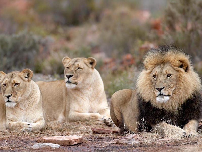 Self-Drive Aquila Safari — Early Morning Big 5 Game Drive