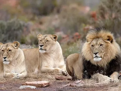 Self-Drive Aquila Safari — Early Morning Big 5 Game Drive
