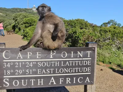 Cape Peninsula Shared Tour — Penguins, Seals & Chapman's Peak
