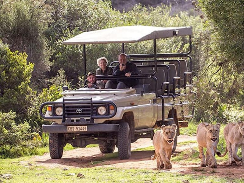 2-Day Garden Route Big 5 Safari Adventure from Cape Town