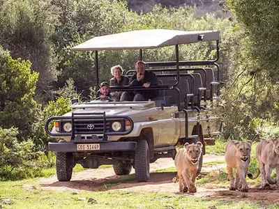 2-Day Garden Route Big 5 Safari Adventure from Cape Town