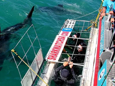 Shark Cage Diving & Penguin Colony Day Tour