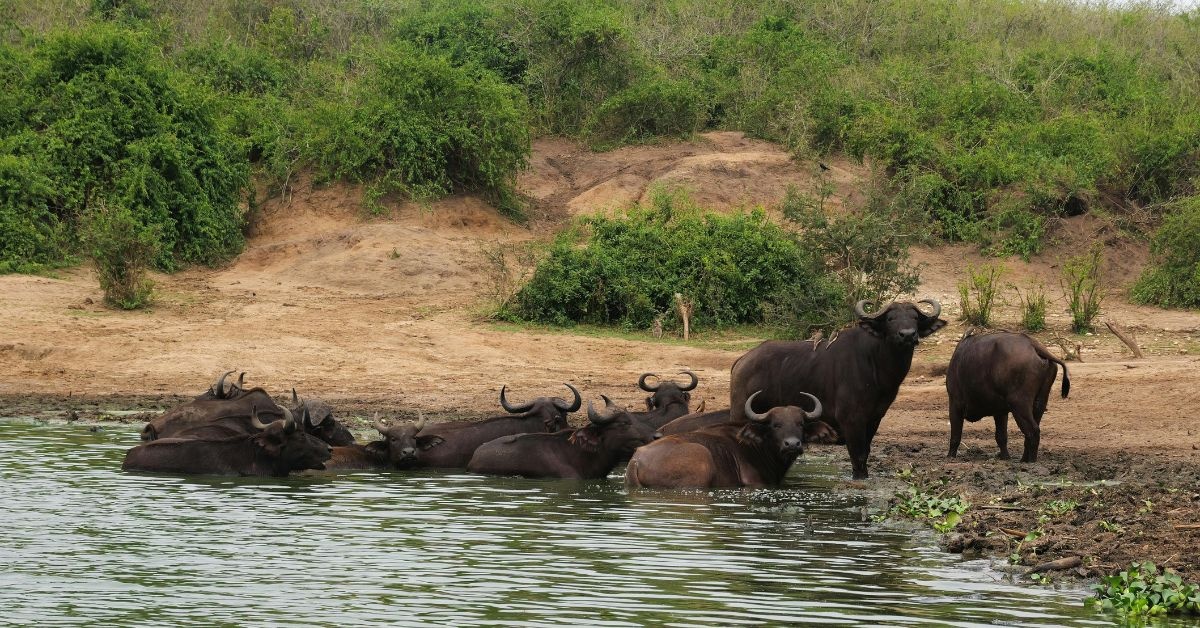 4-Day Kruger Katekani & Balule Safari from Johannesburg