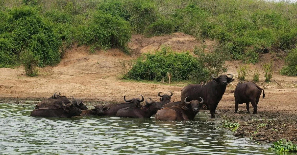 4-Day Kruger Katekani & Balule Safari from Johannesburg
