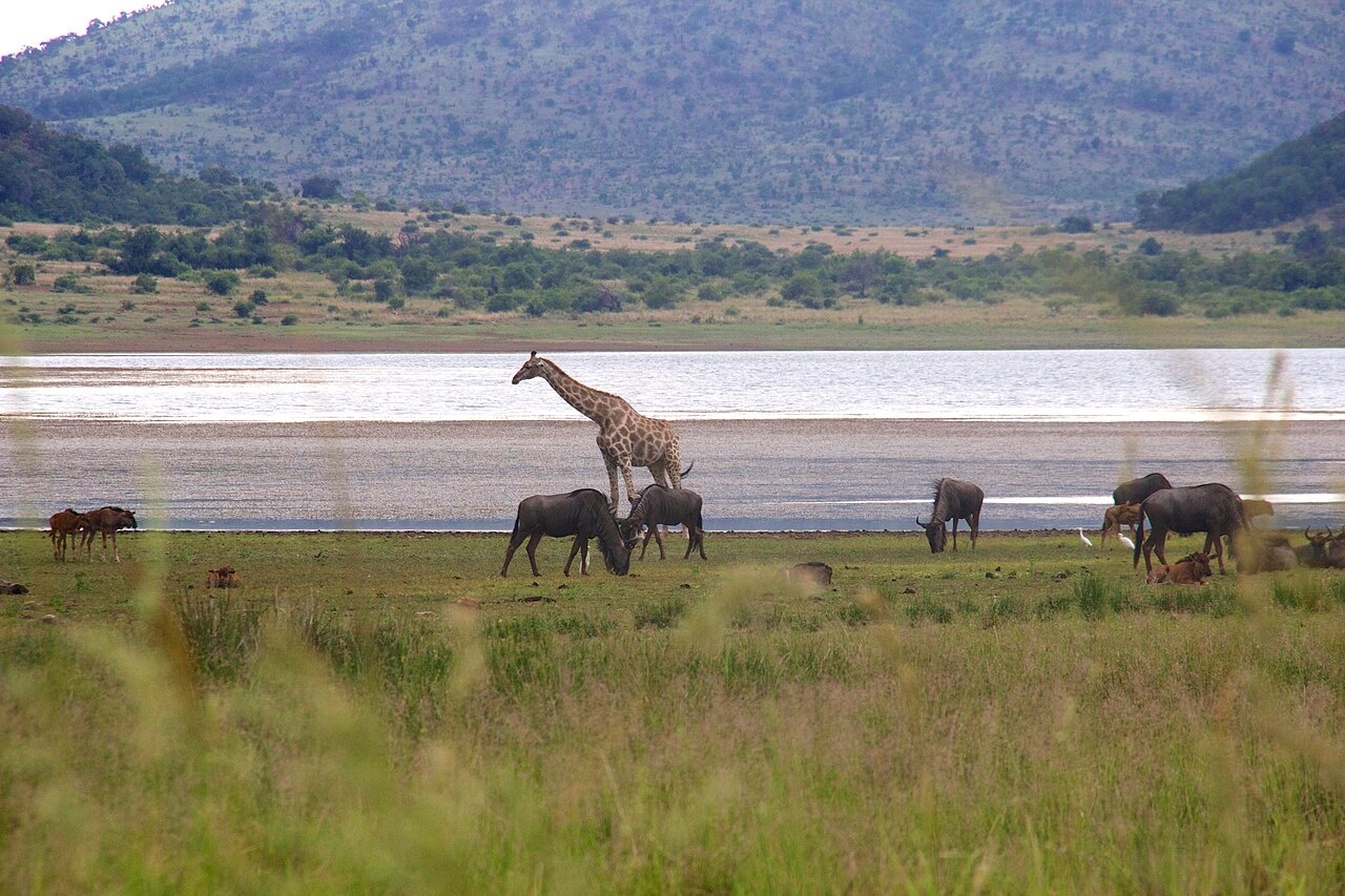 Pilanesberg Full Day Safari Shared Tour from Johannesburg