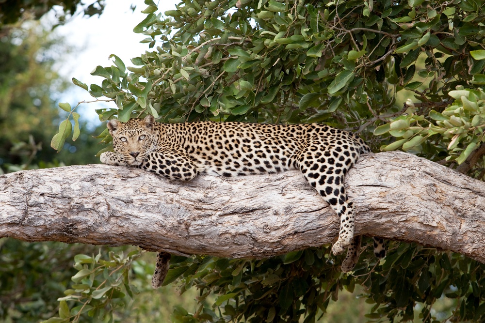 4-Day Kruger Tremisana Big 5 Safari from Johannesburg