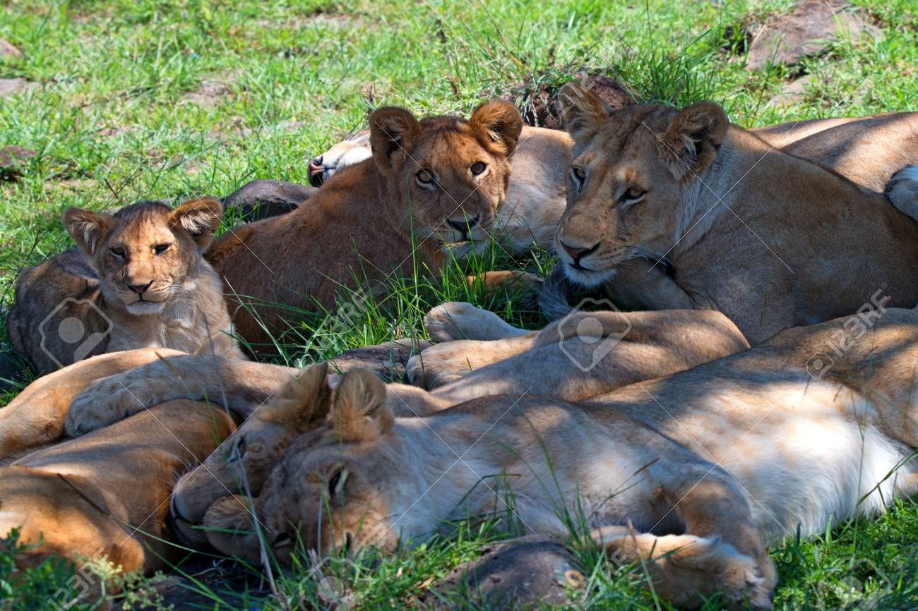 3-Day Kruger Tremisana Big 5 Safari from Johannesburg
