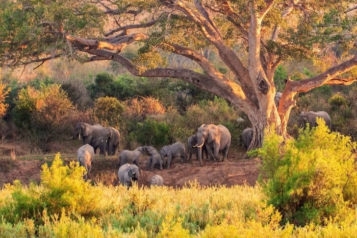 4-Day Kruger Katekani Big 5 Safari from Johannesburg