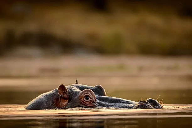 4-Day Kruger Tremisana or Masango Safari from Johannesburg