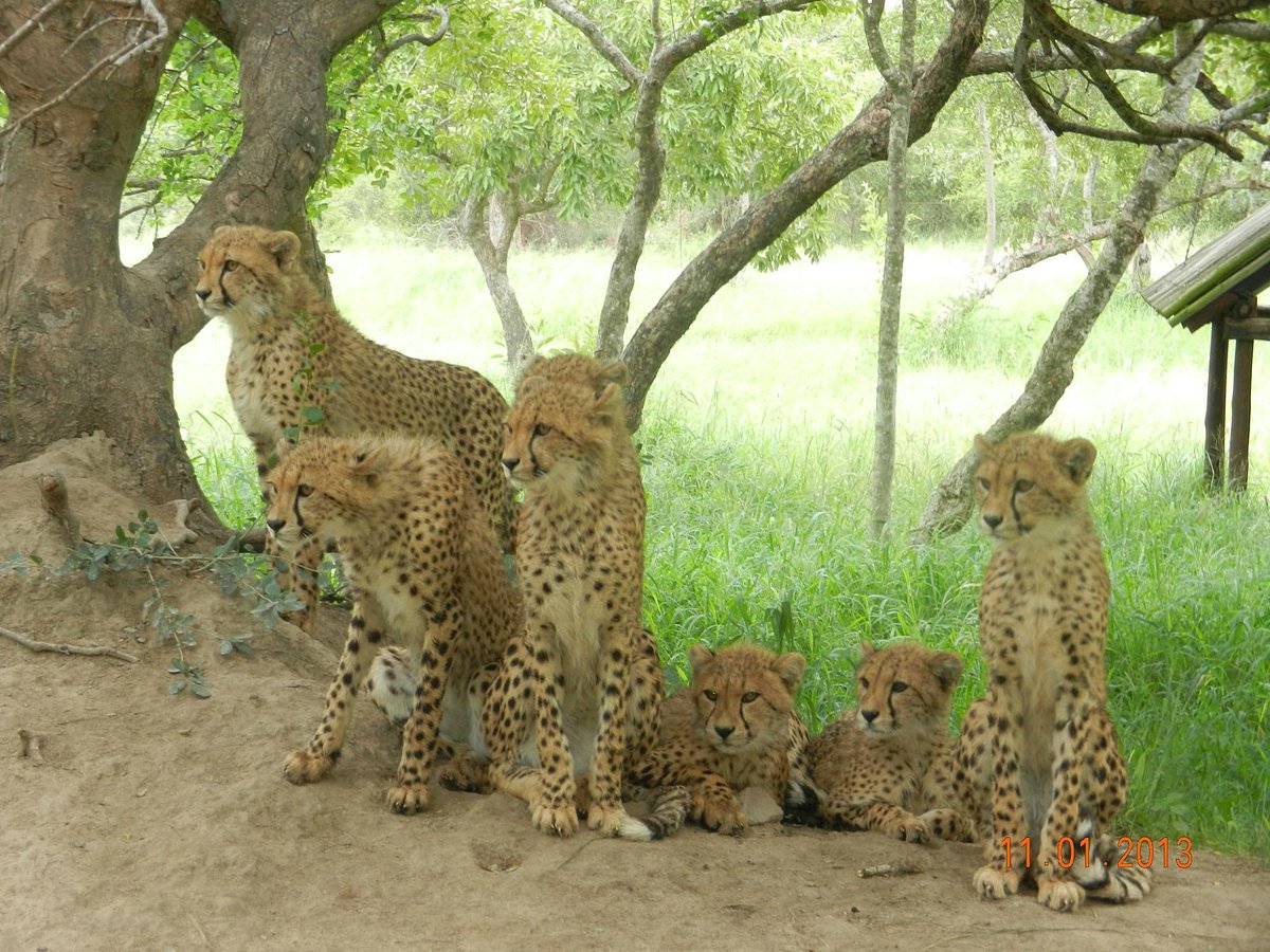 Hoedspruit Endangered Species Centre Tour