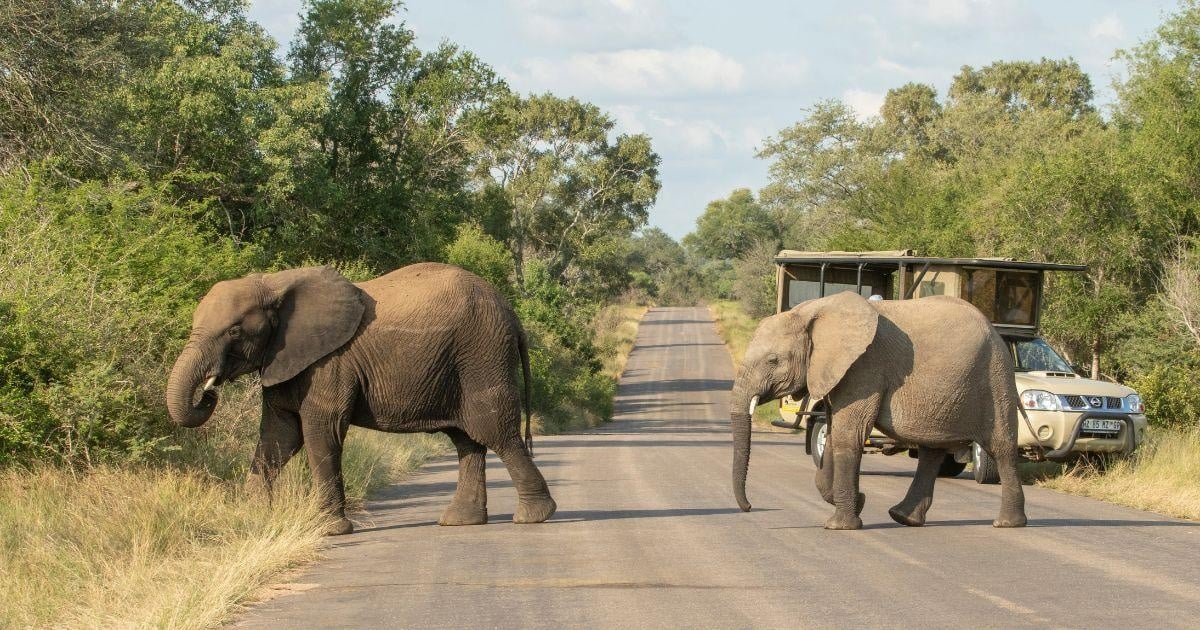 Kruger 3-Day Safari