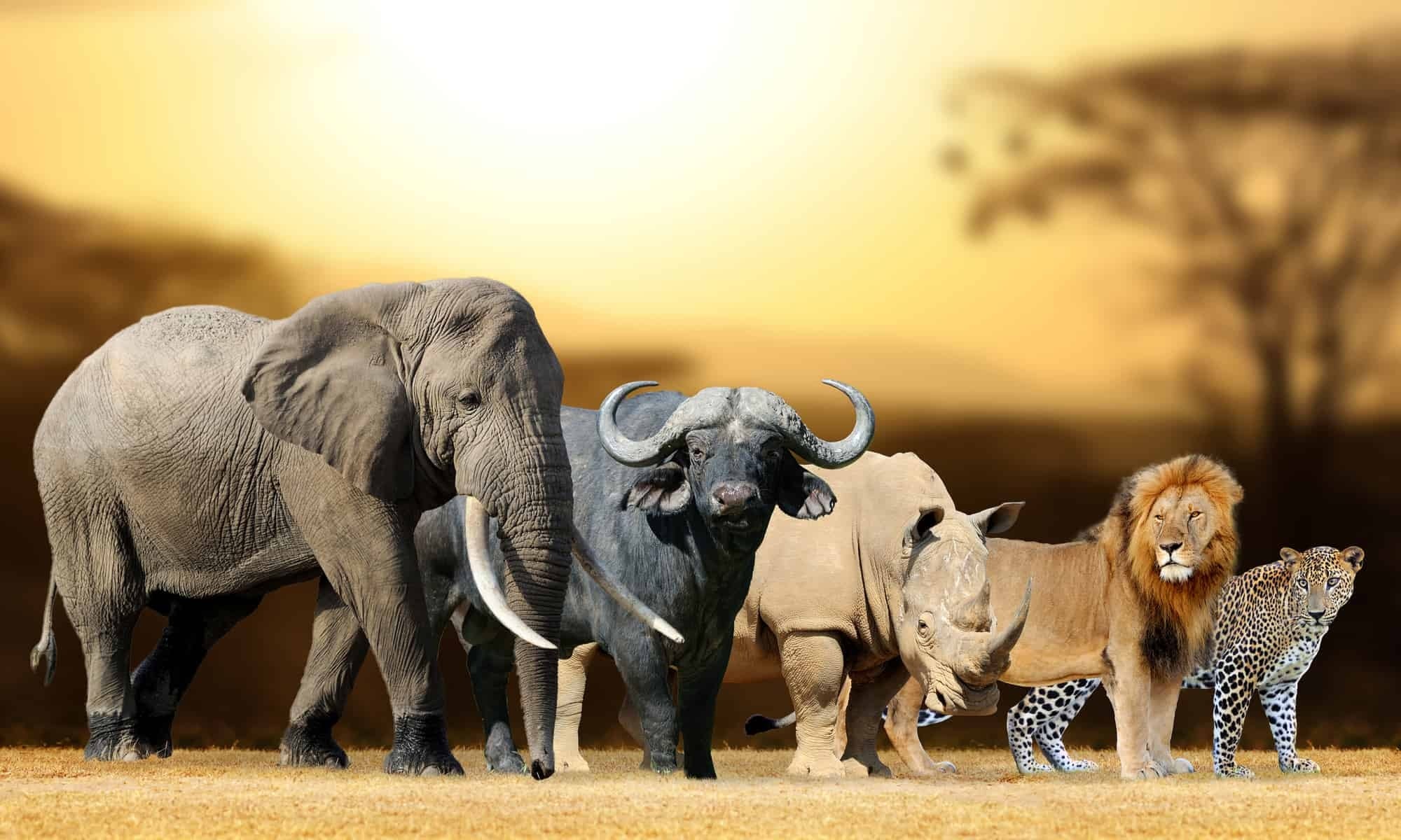 Kruger Private Full-Day Safari